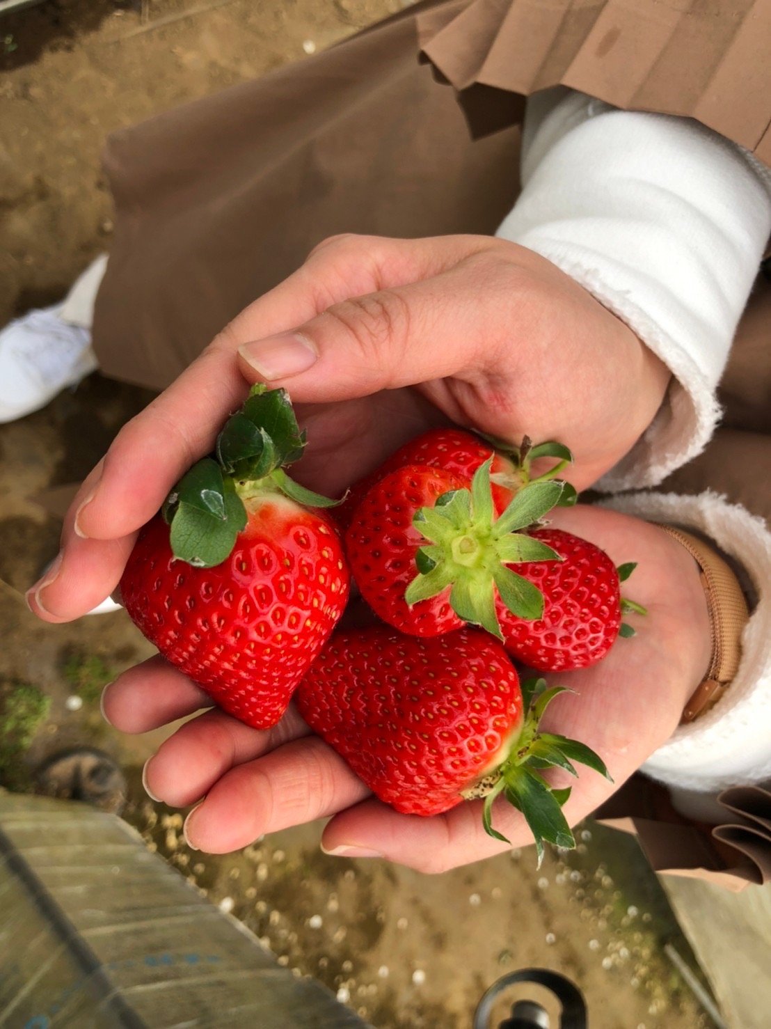 🍓 과실의 나라 커플즈 (카지츠노쿠니 캇푸르즈)